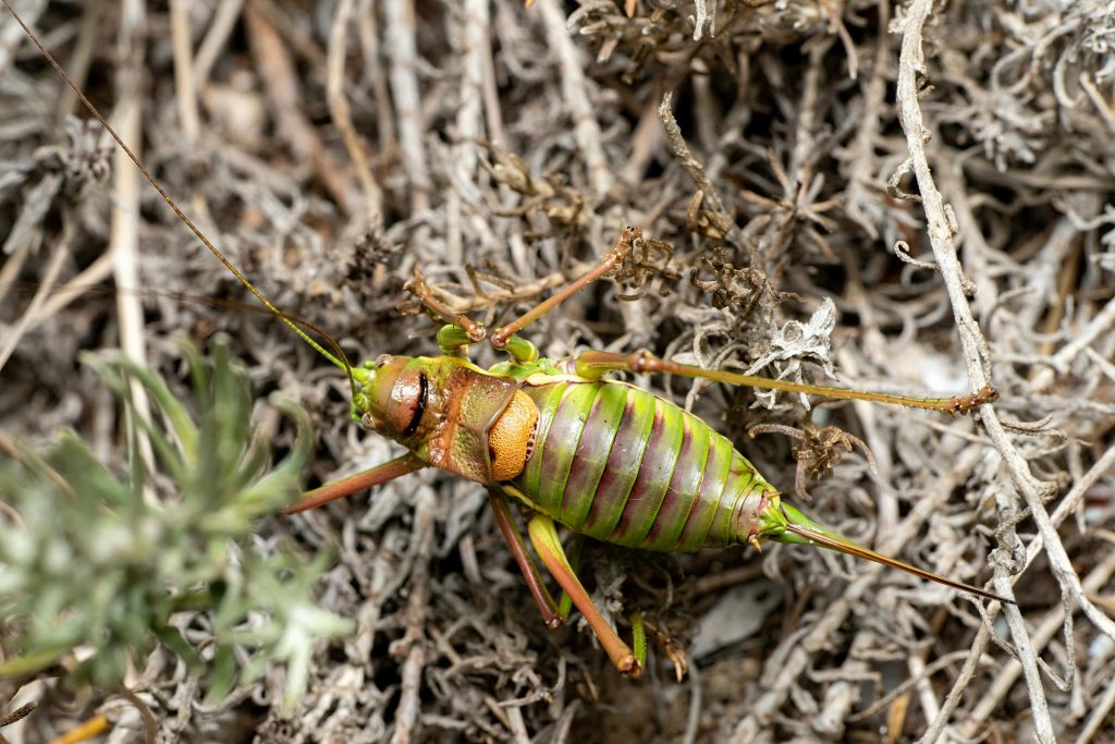 El poder del amor propio: Transformando la autoestima tras los 50 años de vida - como melhorar a Autoestima depois dos 50 anos