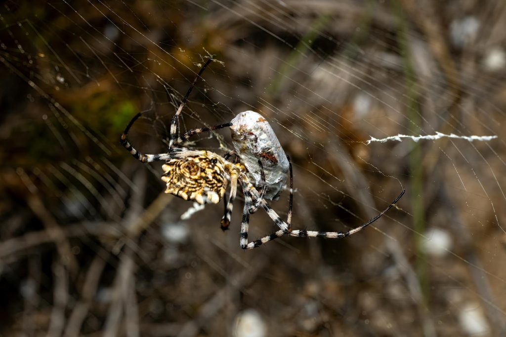 Feminidad y madurez: Cómo reactivar la autoestima y disfrutar de la vida después de los 50 - como melhorar a Autoestima depois dos 50 anos